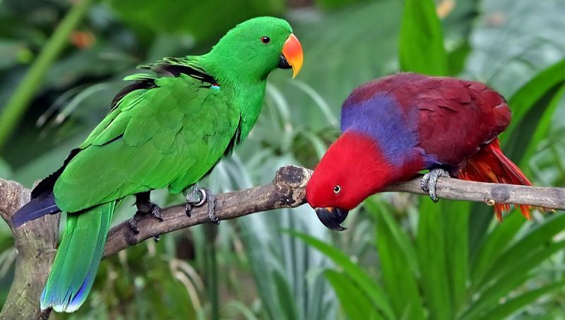 Colorful Parrots